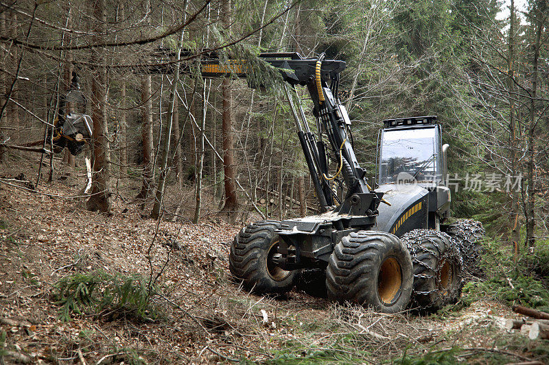 森林里的Feller buncher